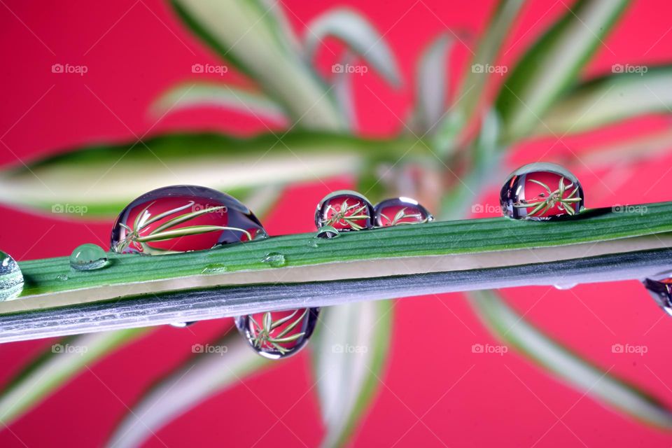 Image in water droplets