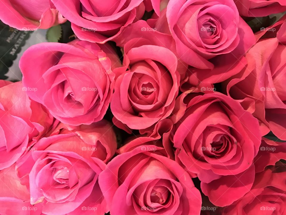 Pink-roses-flowers 