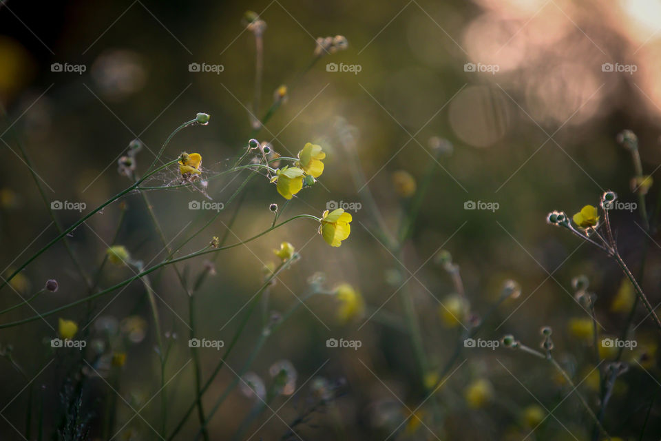 Yellow wild flowers in a sunset light