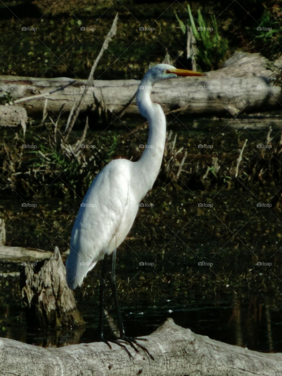 Egret