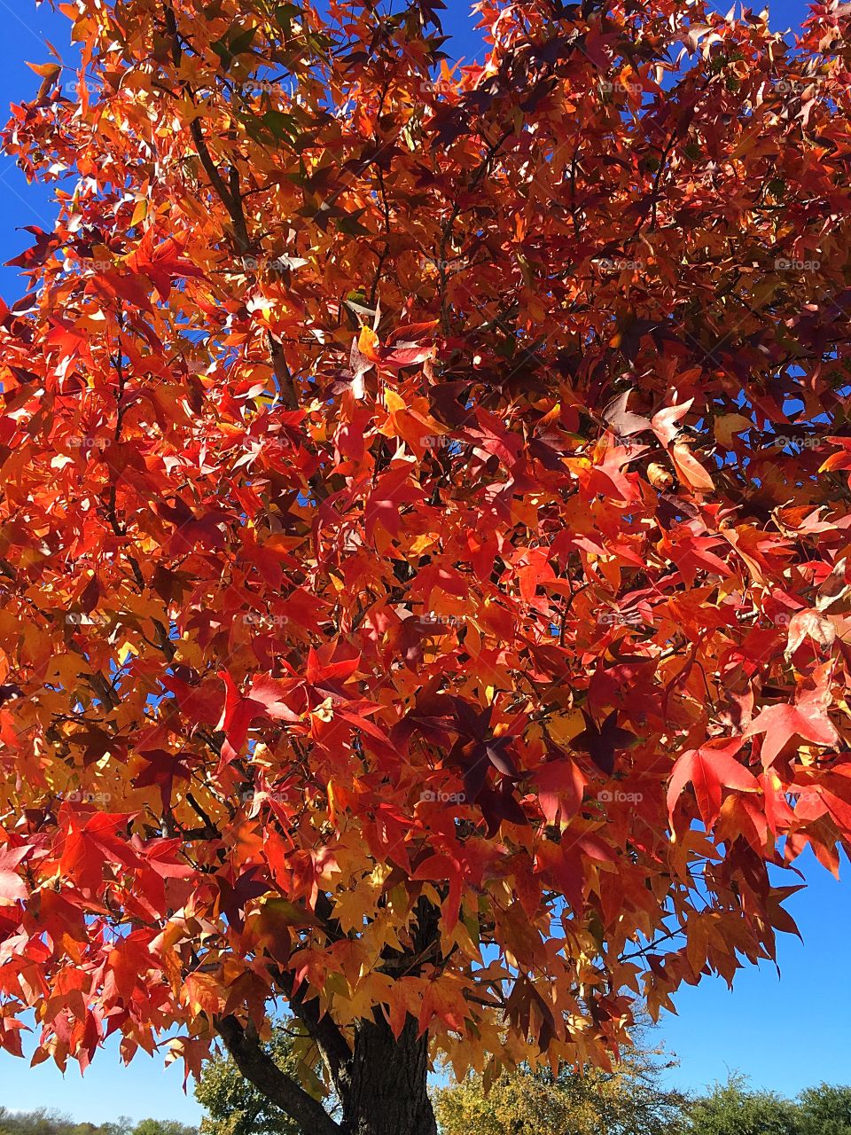Fall, Leaf, Maple, Season, Bright