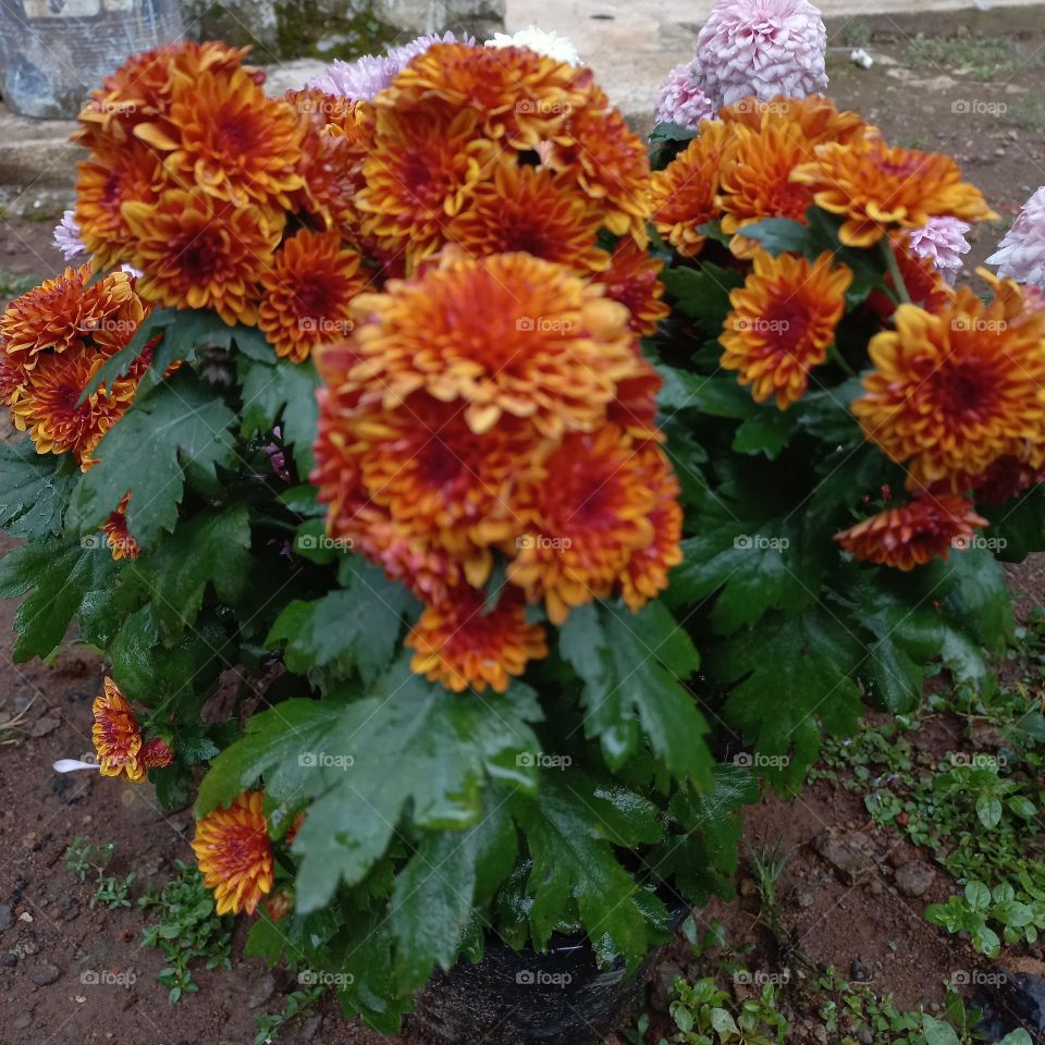 Chrysanthemum is a type of flowering plant that is often grown as an ornamental plant