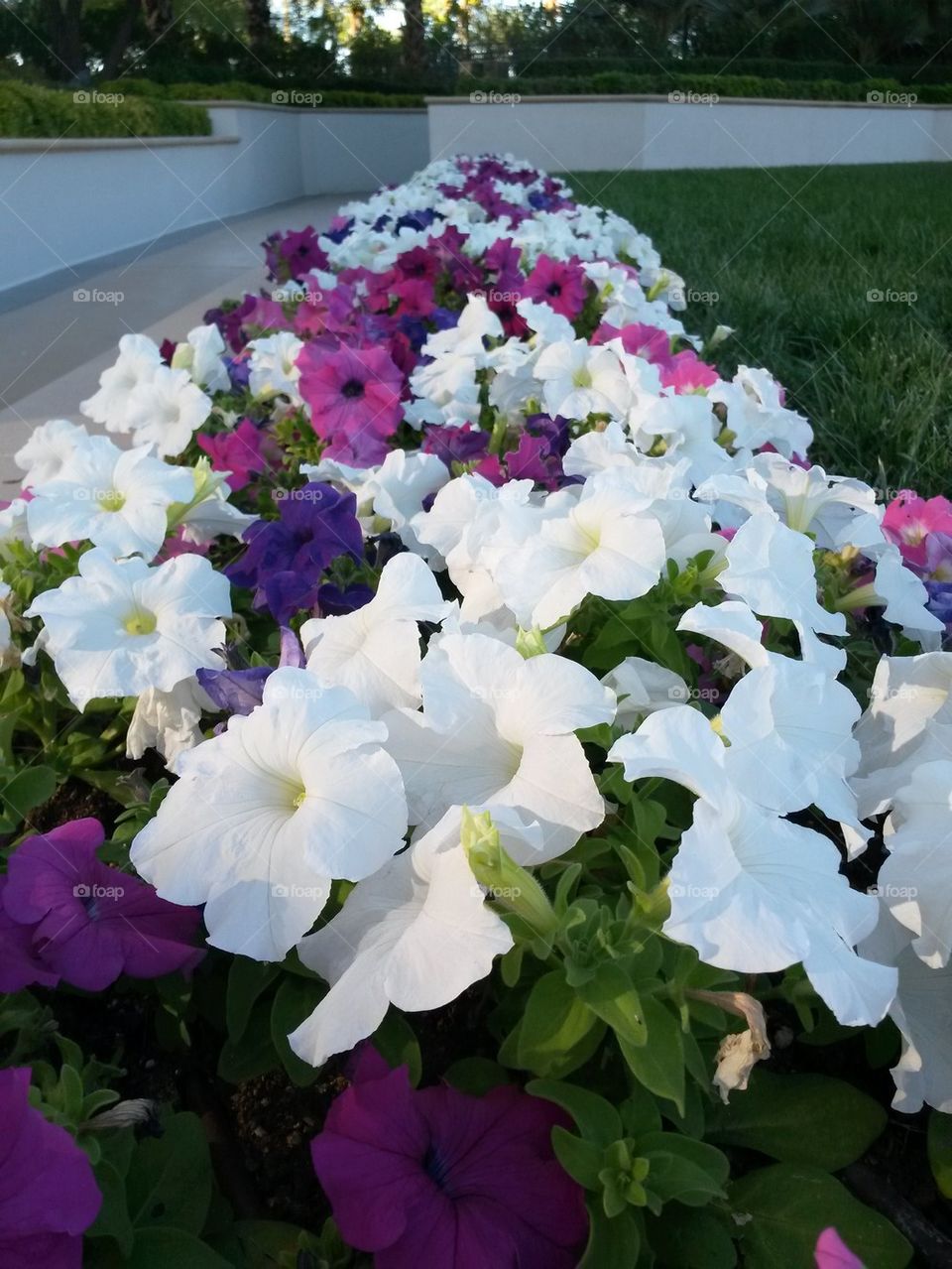 Landscaped with Petunias