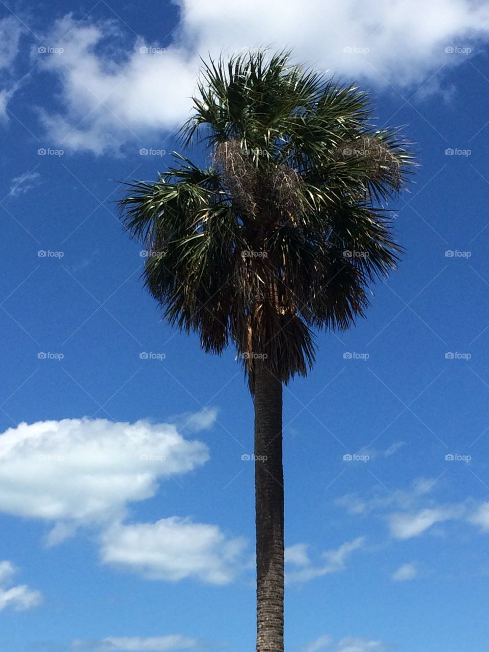 Tropical Florida sky