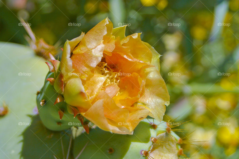 THE BOTANICAL GARDEN PHOENIX ARIZONA