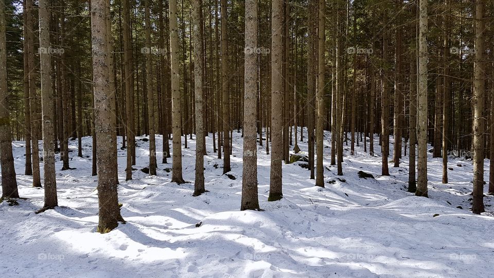 Pine tree forest in snow  - tallskog med snö på marken 