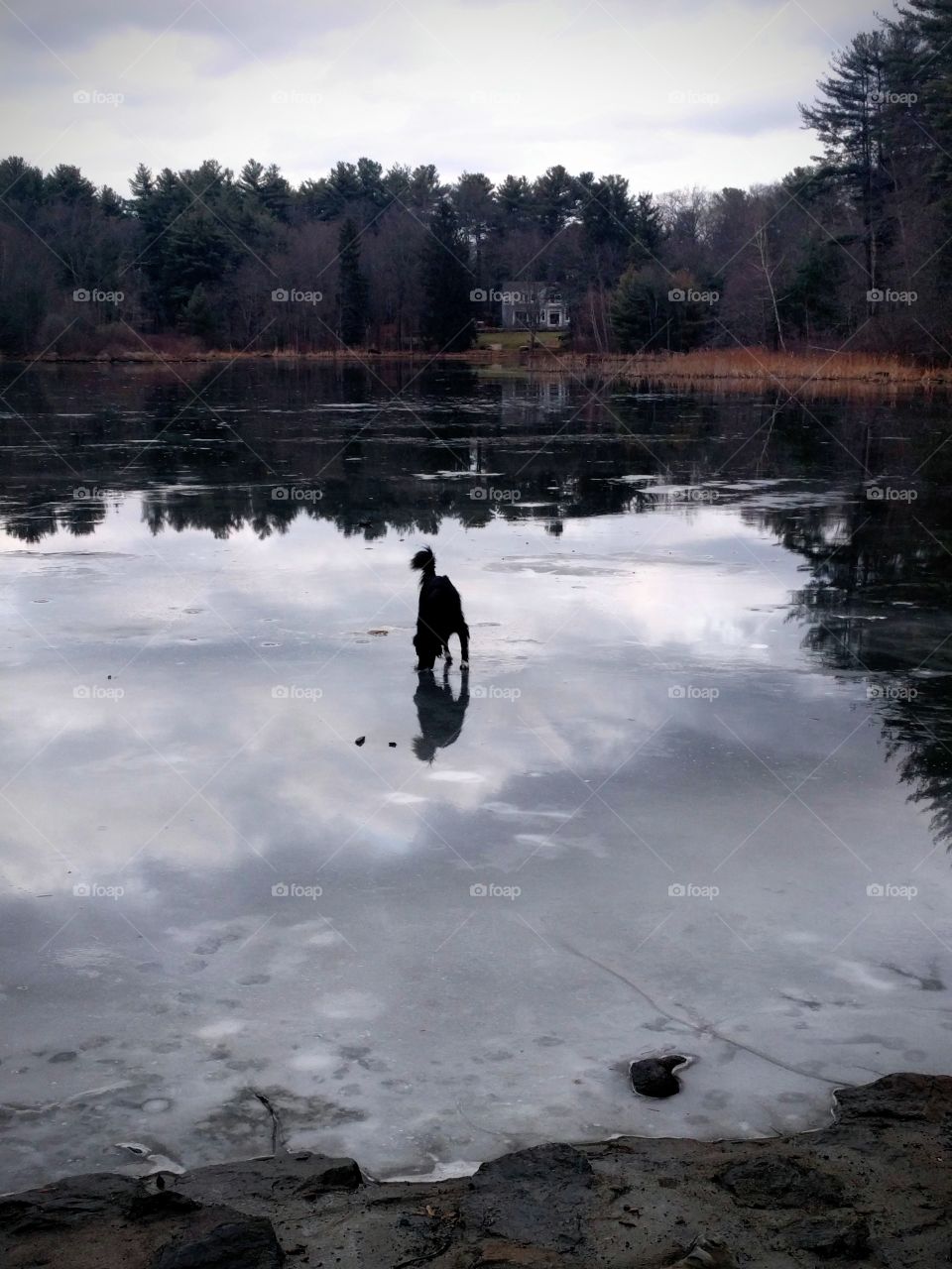 Dog exploring the ice and clouds