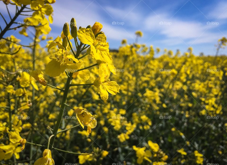 Closeup of rapeseed flower in field 