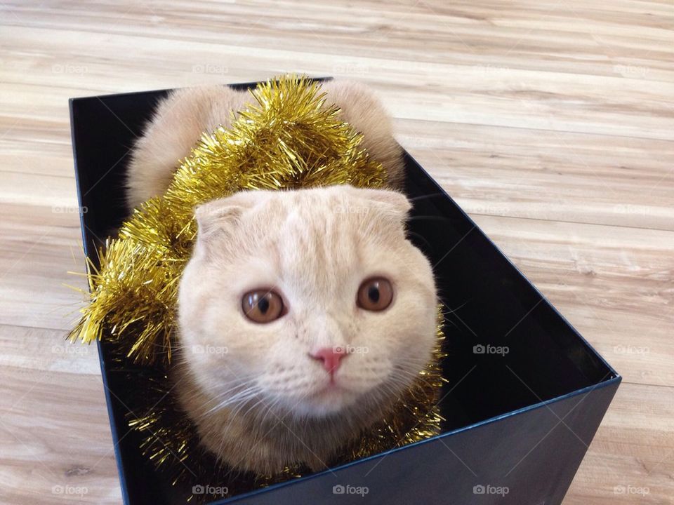 Cat present