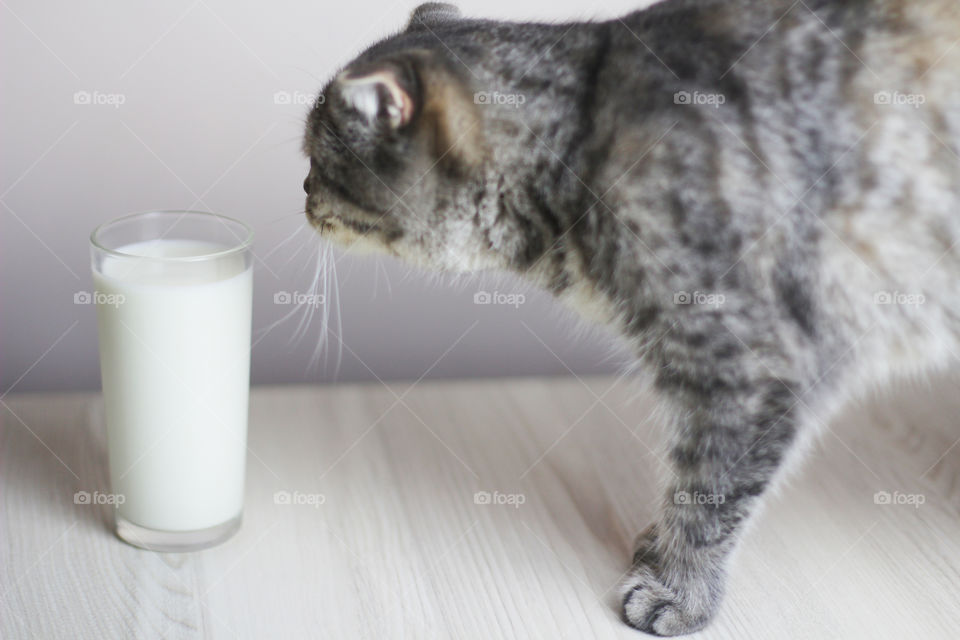 Cat and milk