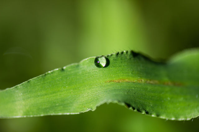 small water drop on gras blade