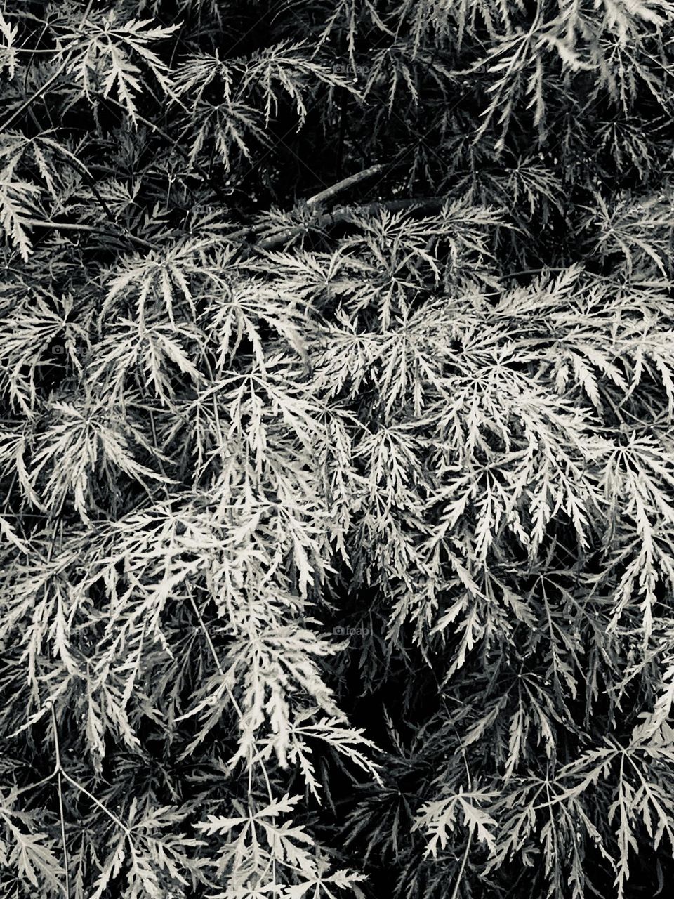 Japanese maple B&w 