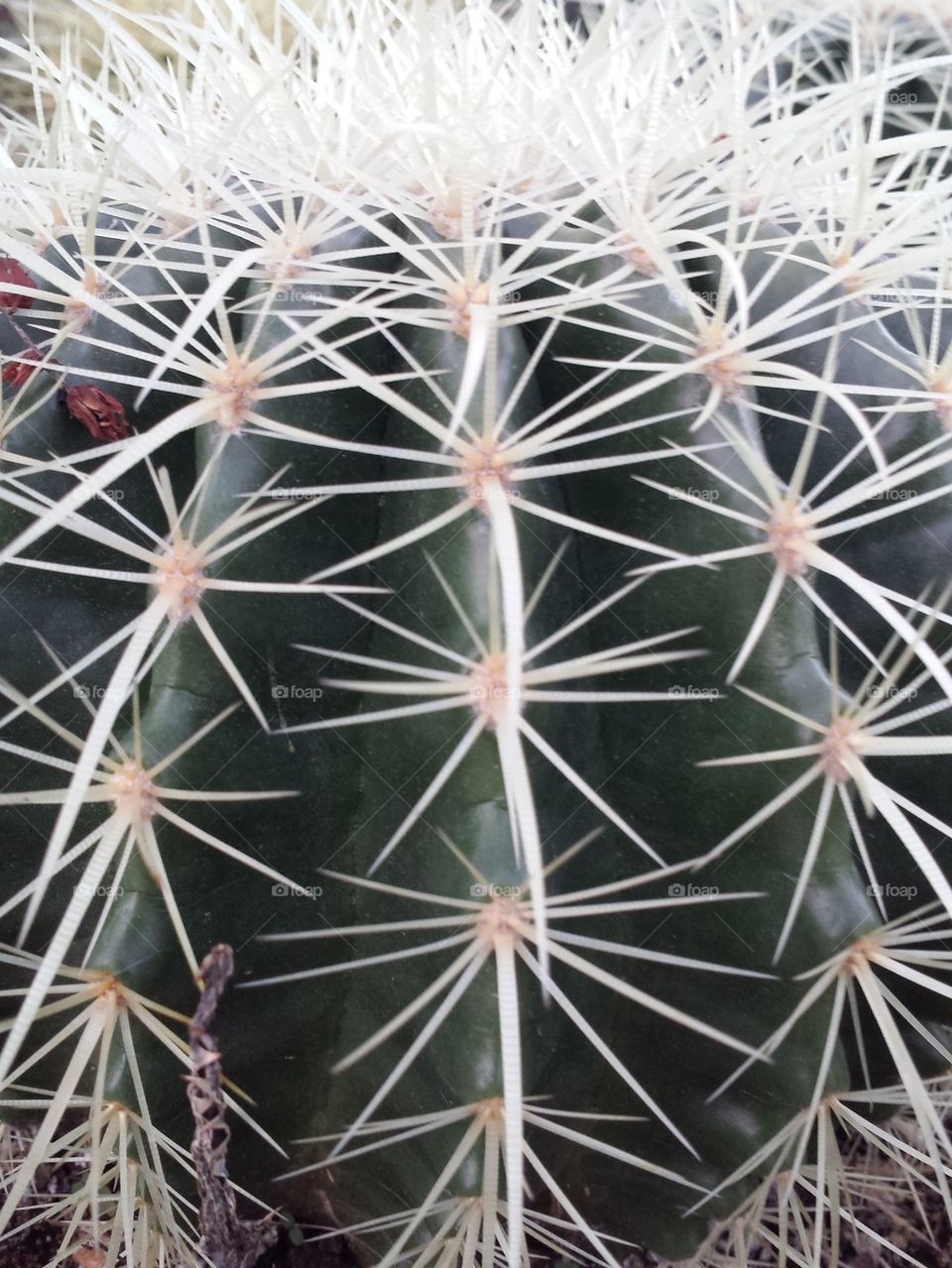 Cactus