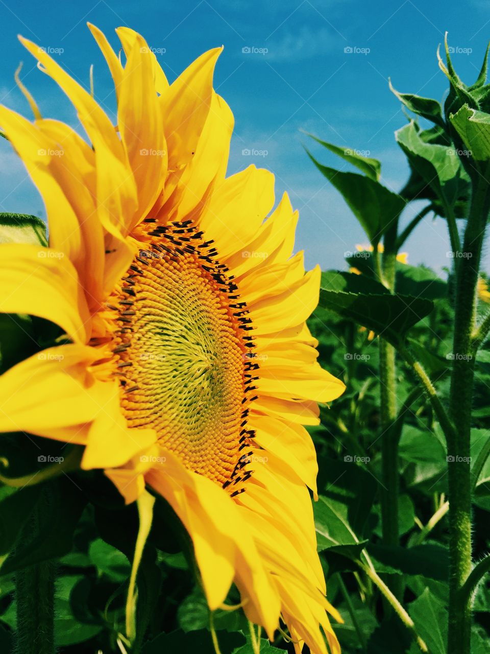 Sunflower 