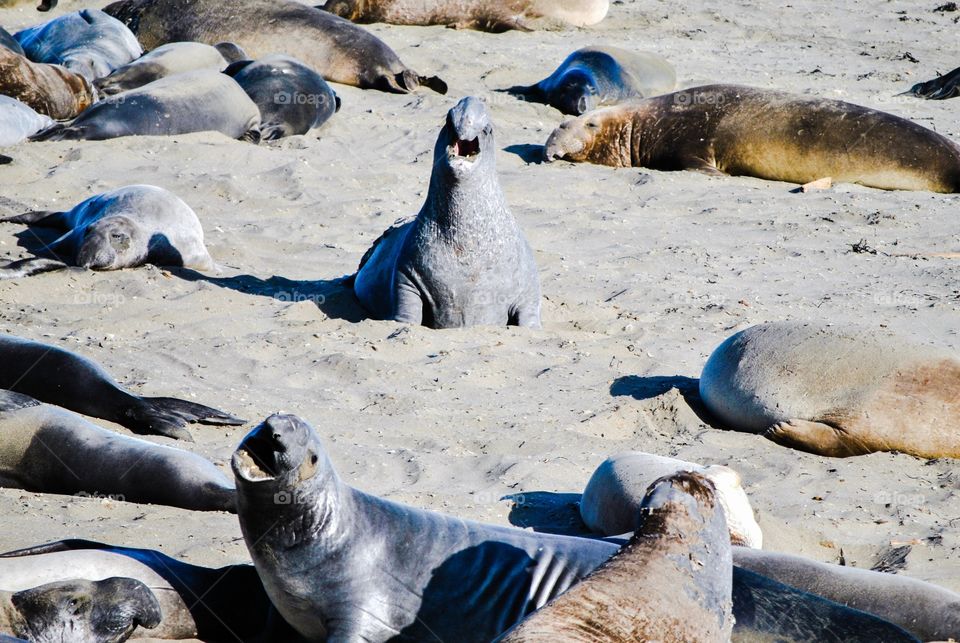 Elephant seal on beach