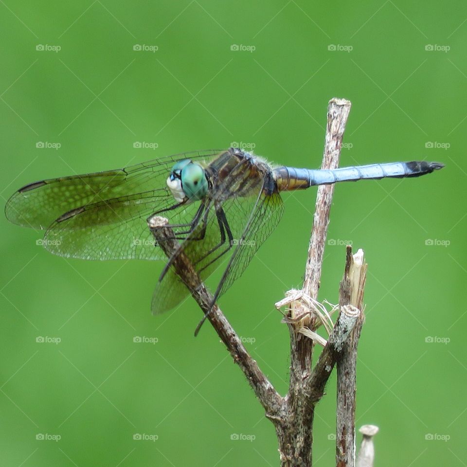 Dragonfly