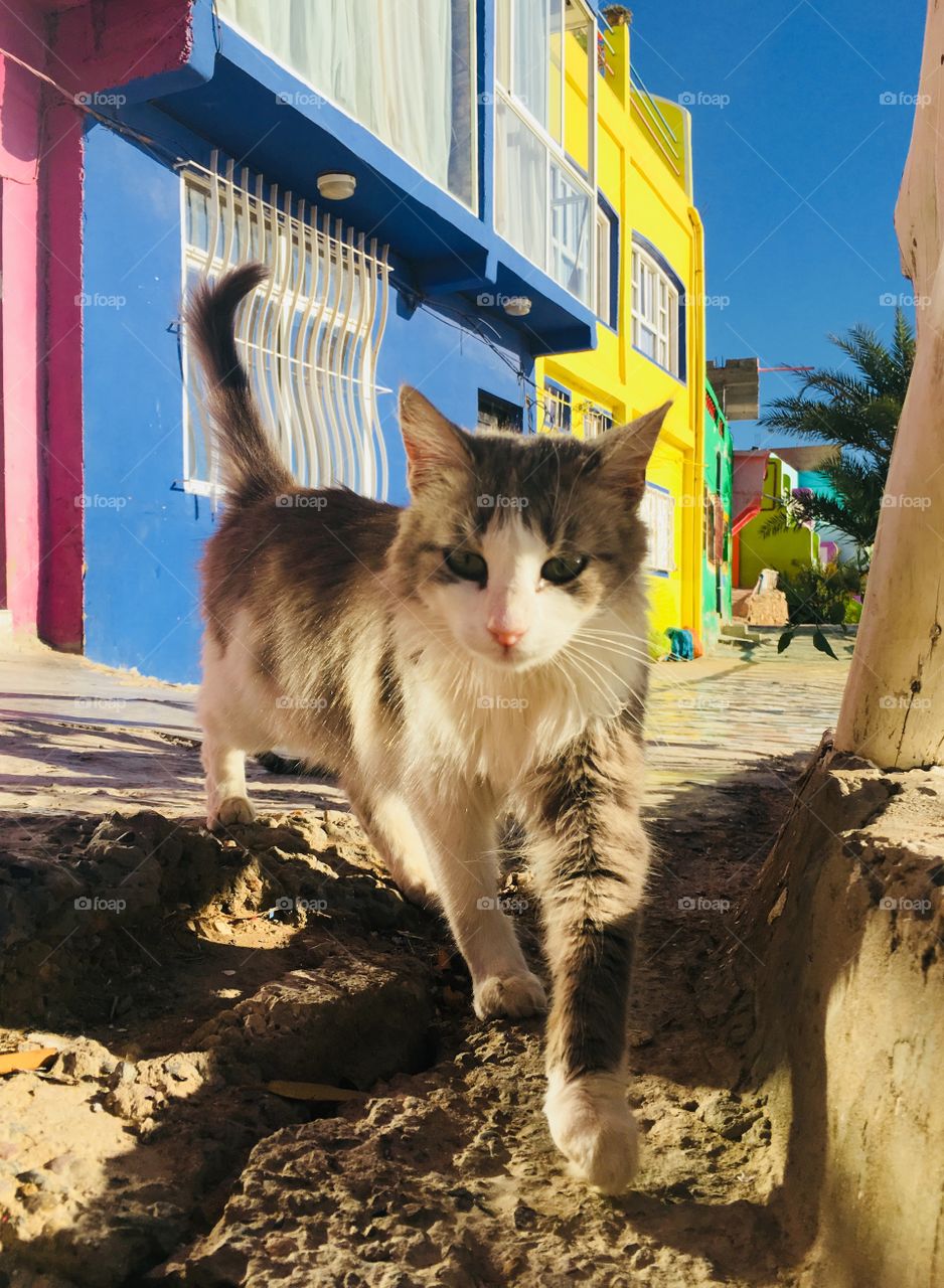 Cat in street colour 