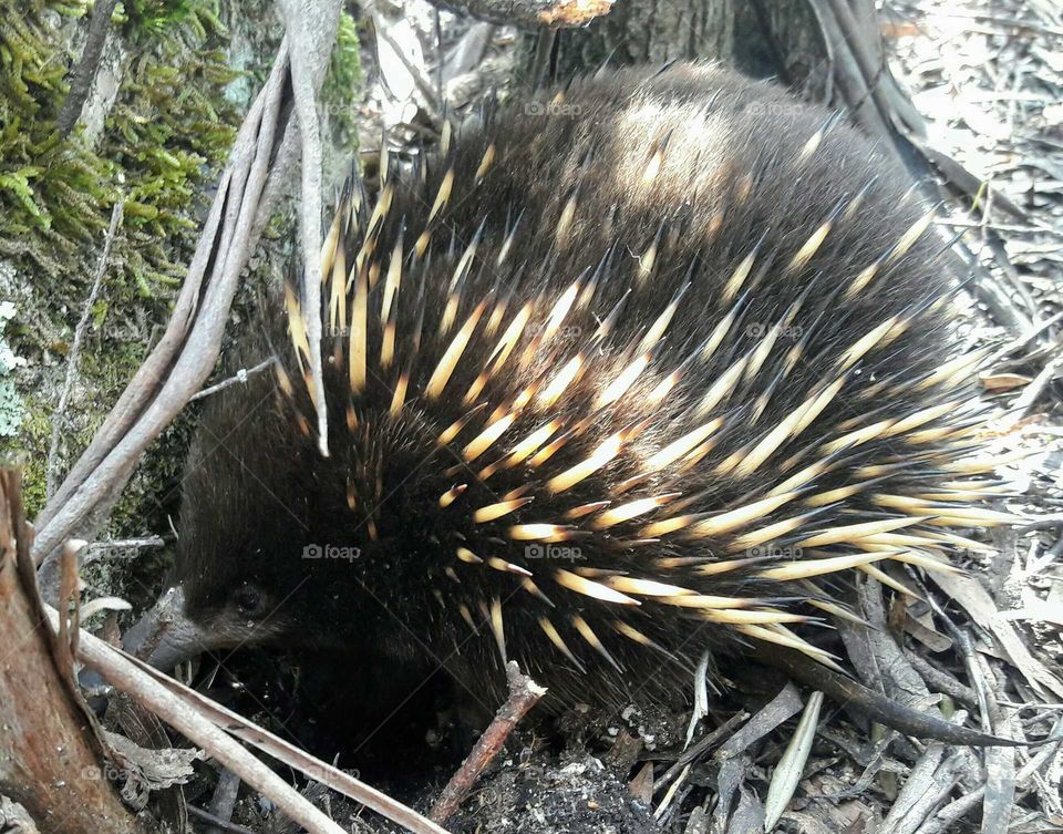 Echidna