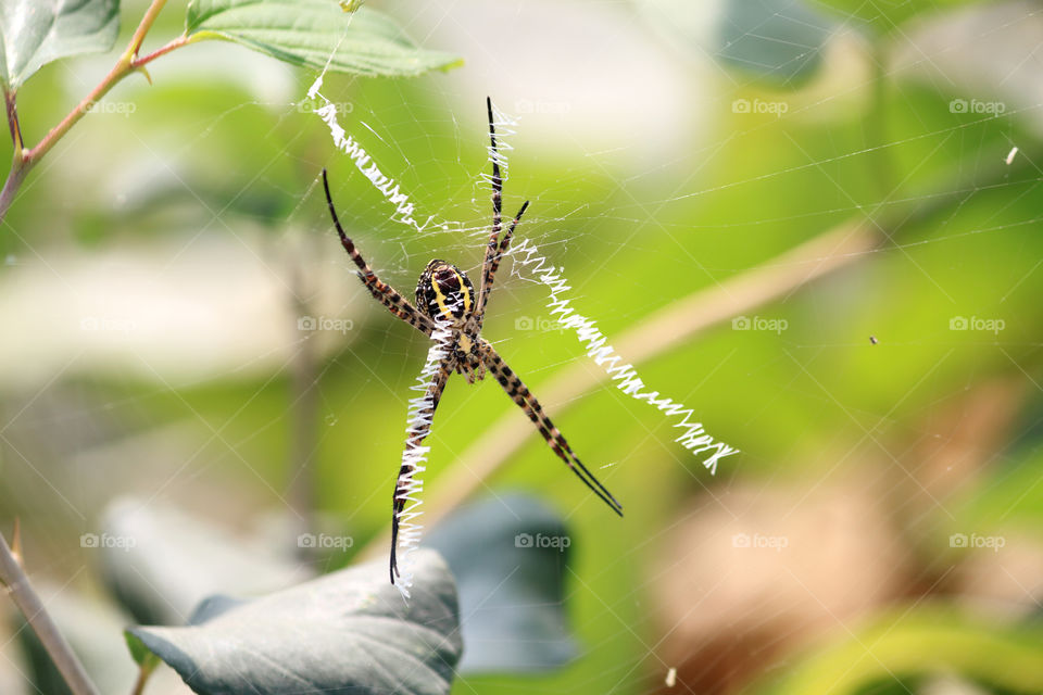 Closeup macro is a spider with web on green background