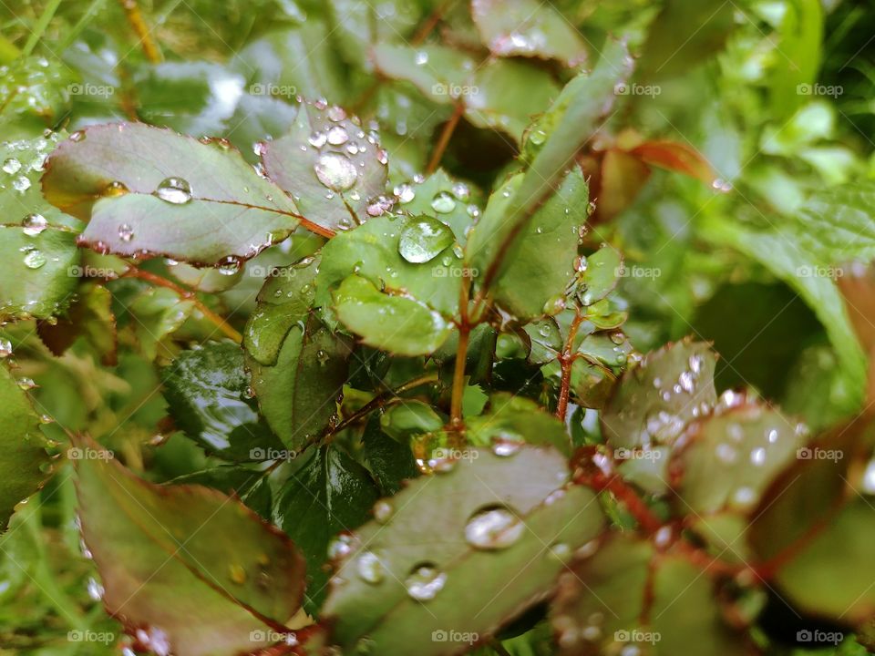 leaves with raindrops