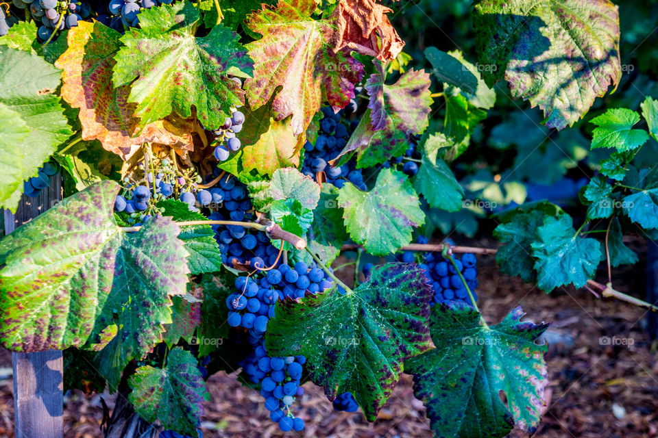 Long Shadow Grapes 