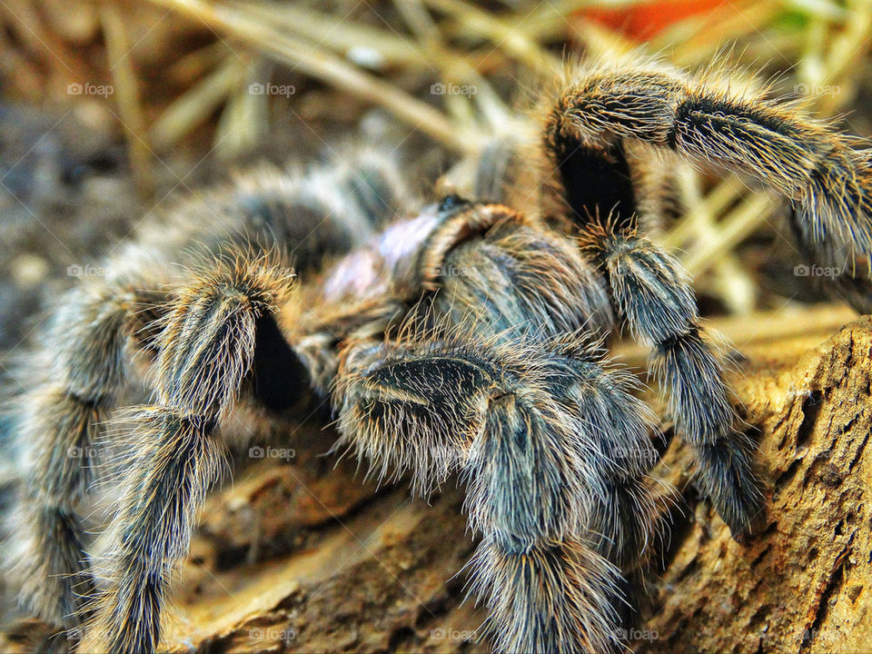 Hairy creepy pet tarantula spider