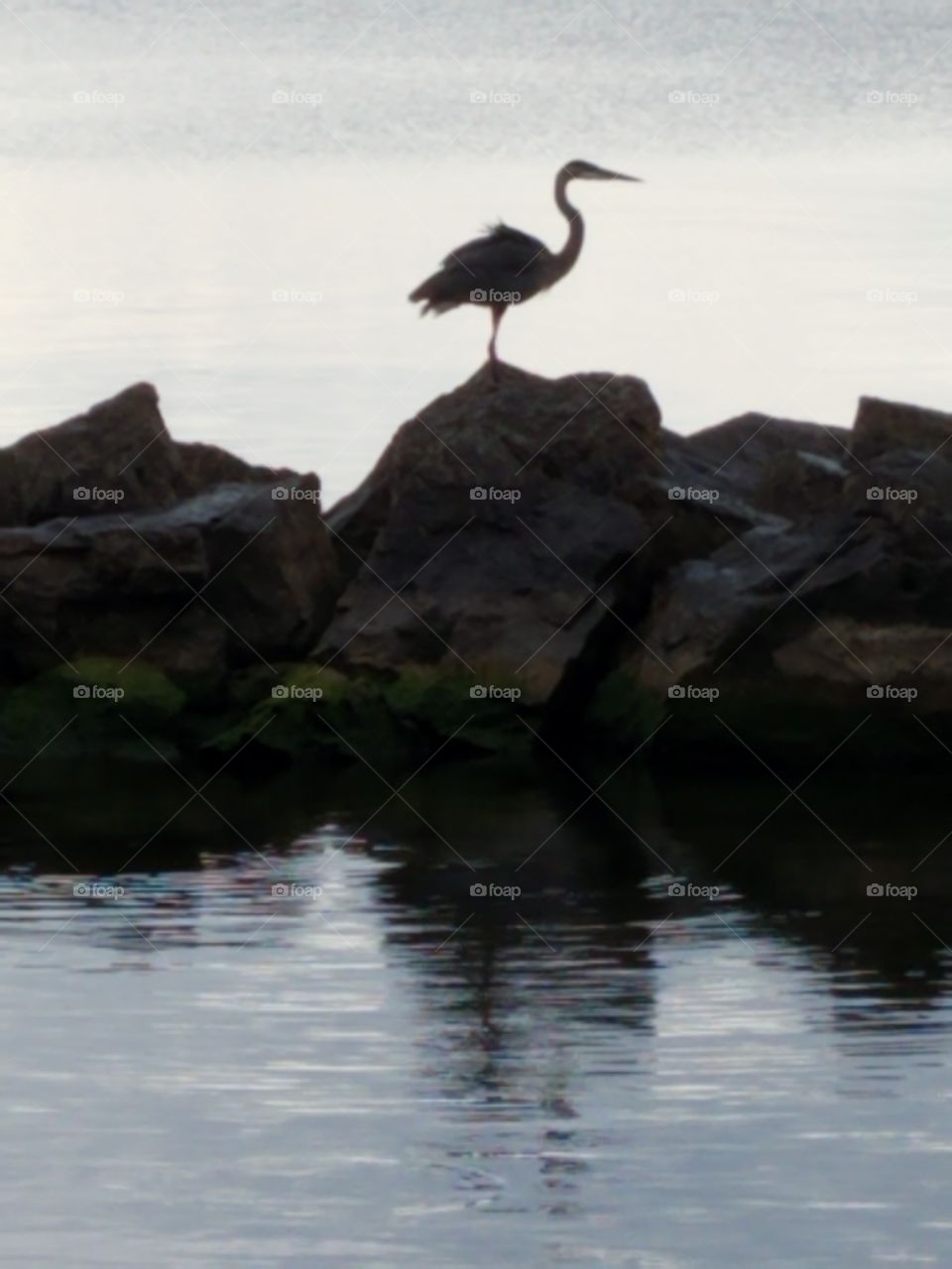 Blue Heron