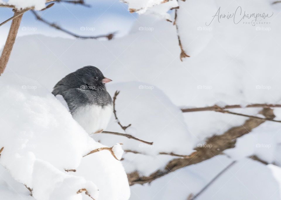 Dark-eyed Junco hunkered down in a snowy tree