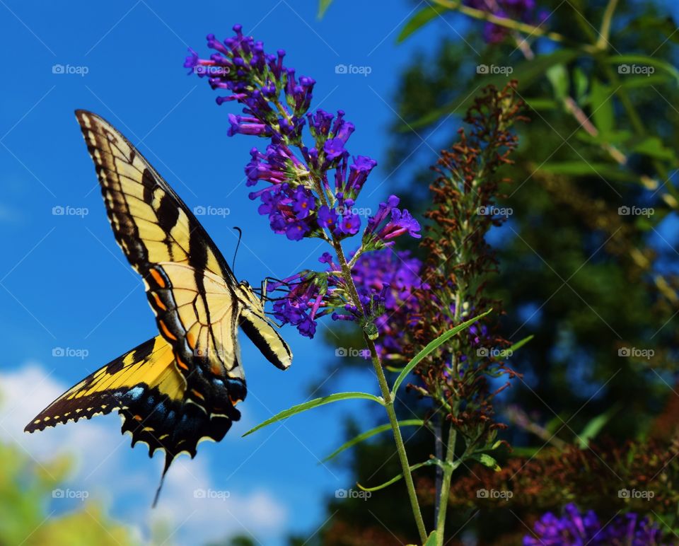 Butterfly in the garden