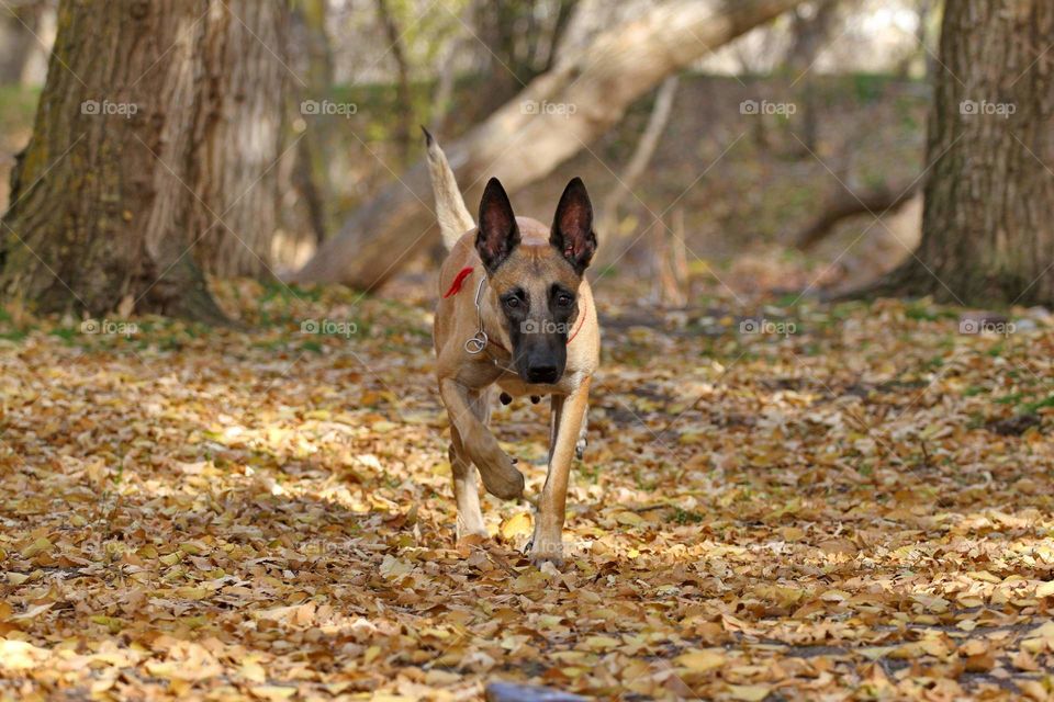 Belgian shepherd malinois dog