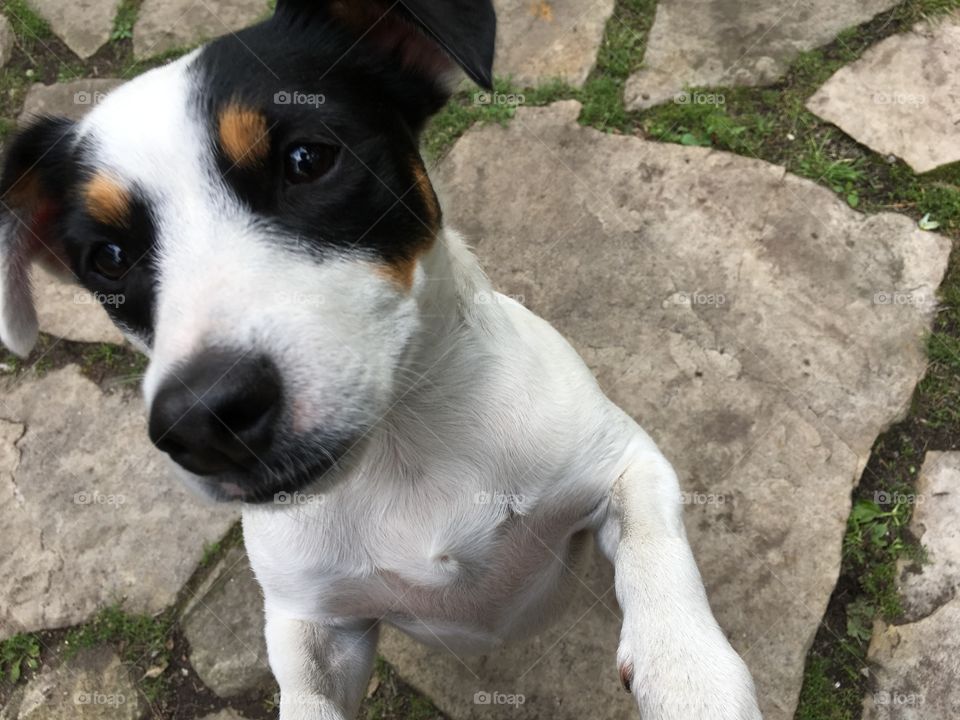 Cute Jack Russell Terrier Dog with clack and white floppy ears standing up on natural stone on two back paws 