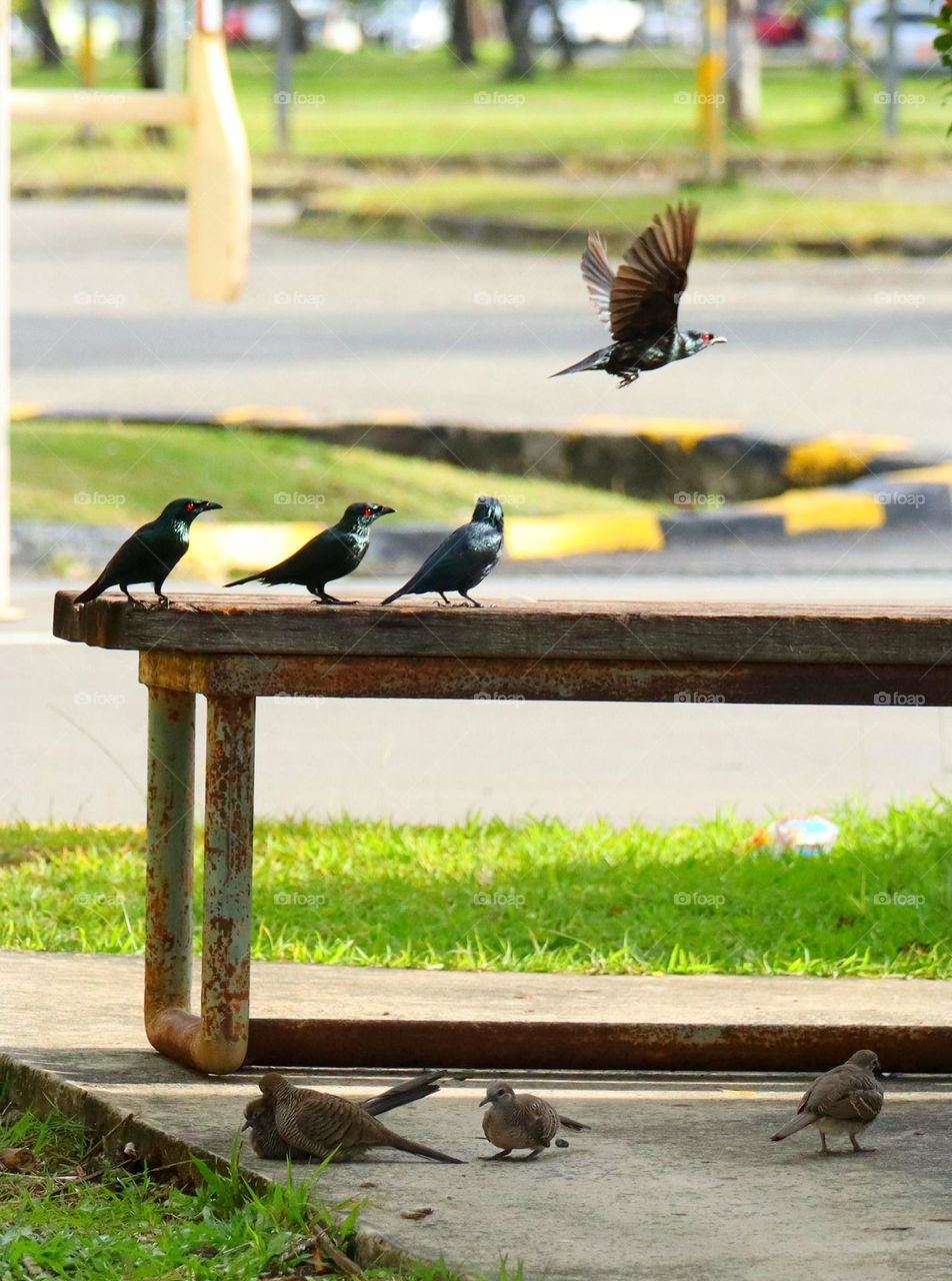 Asian glossy starling and Zebra Dove