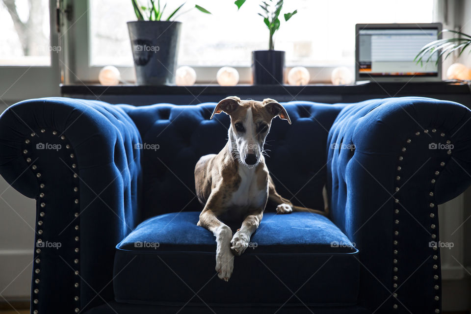 Whippet puppy loving her blue velvet chesterfield armchair 