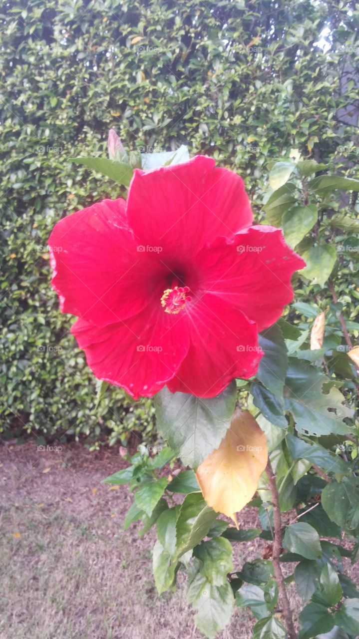 Sweet red flower
