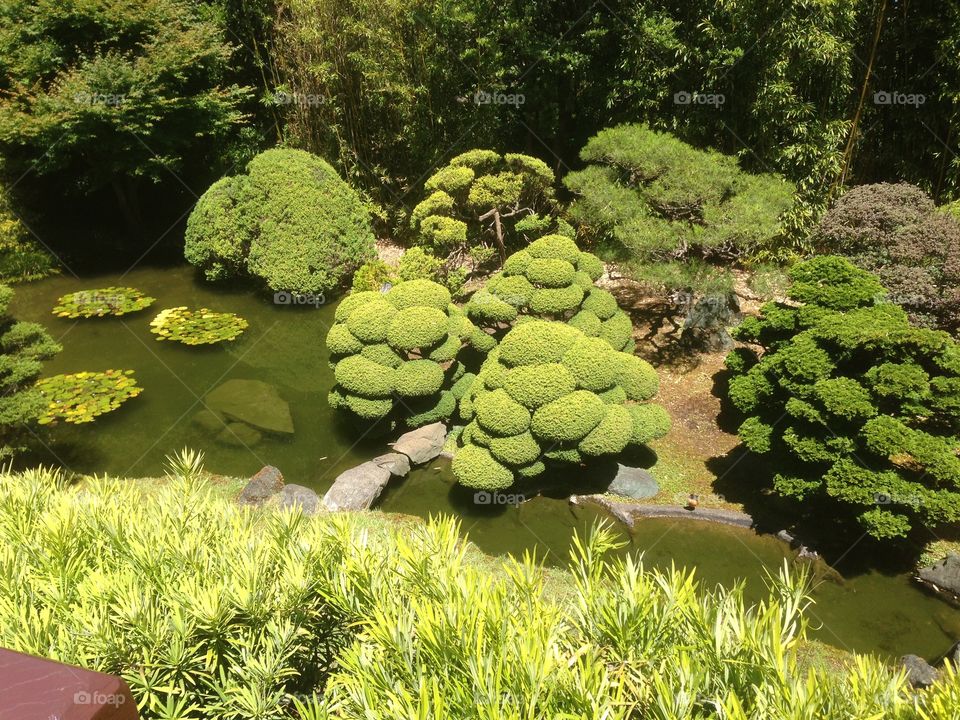 The Japanese Tea Garden is a sight to look at.