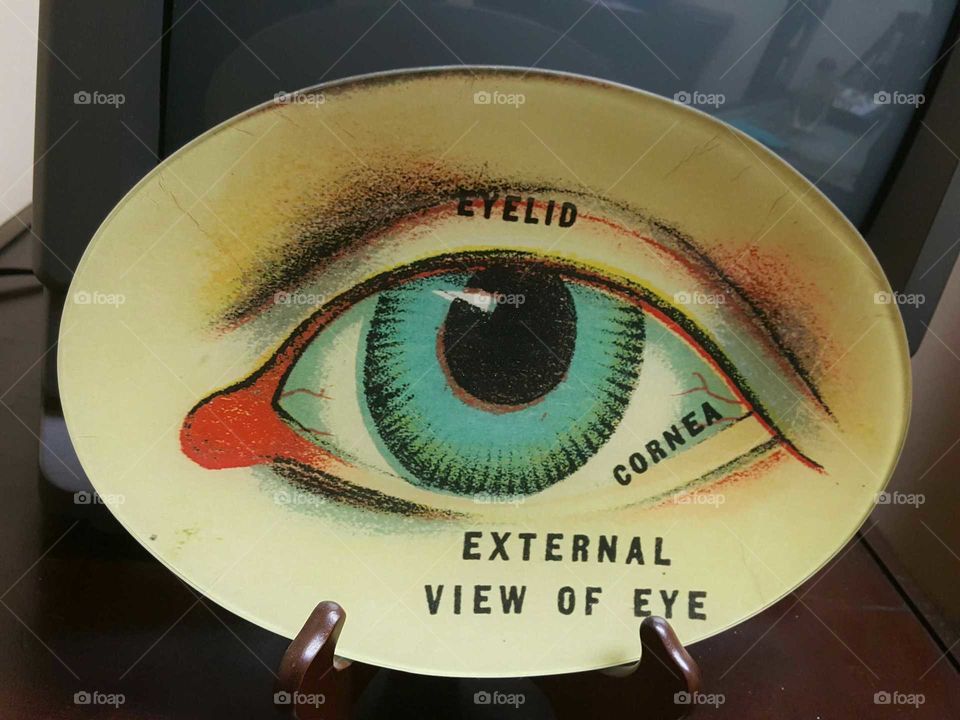 Eye Anatomy Plate