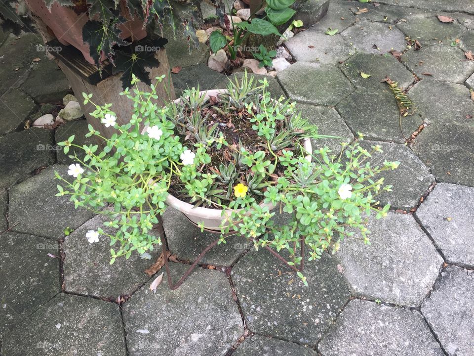 Tiny flowers in pot