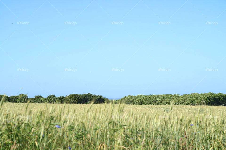 Field on the island of Rügen with a view of the Baltic Sea