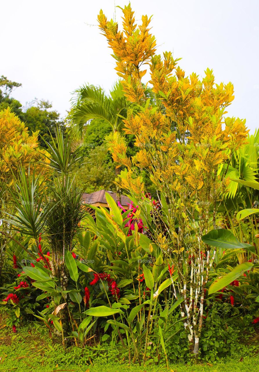 Lush tropical plants with rich leaves and green color.  Costa Rica