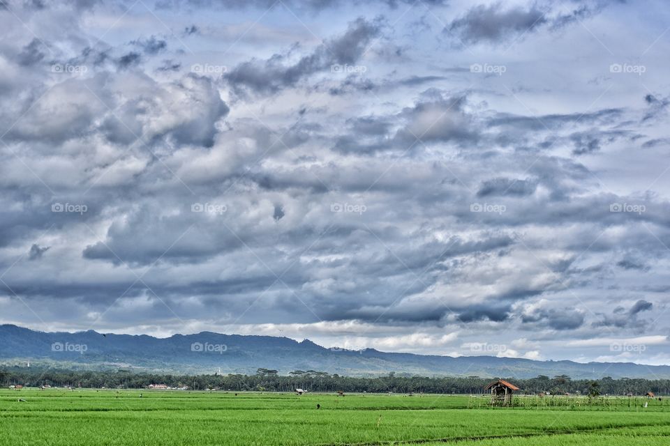 landscape of farmfield