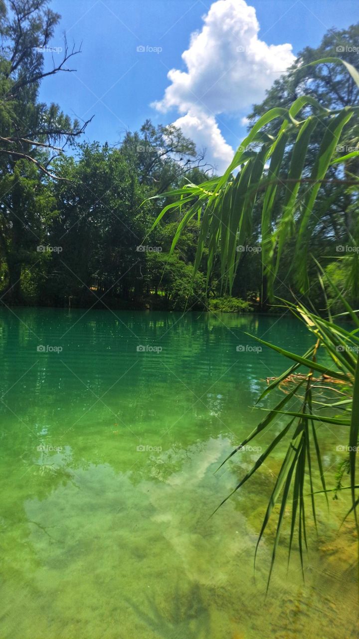 Meco, San Luis Potosí, huasteca potosina, green,trees, foliage,colorful,water,vacation,traveling,nature