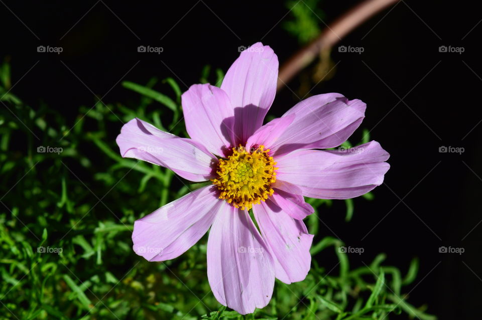 Blooming cosmos flower