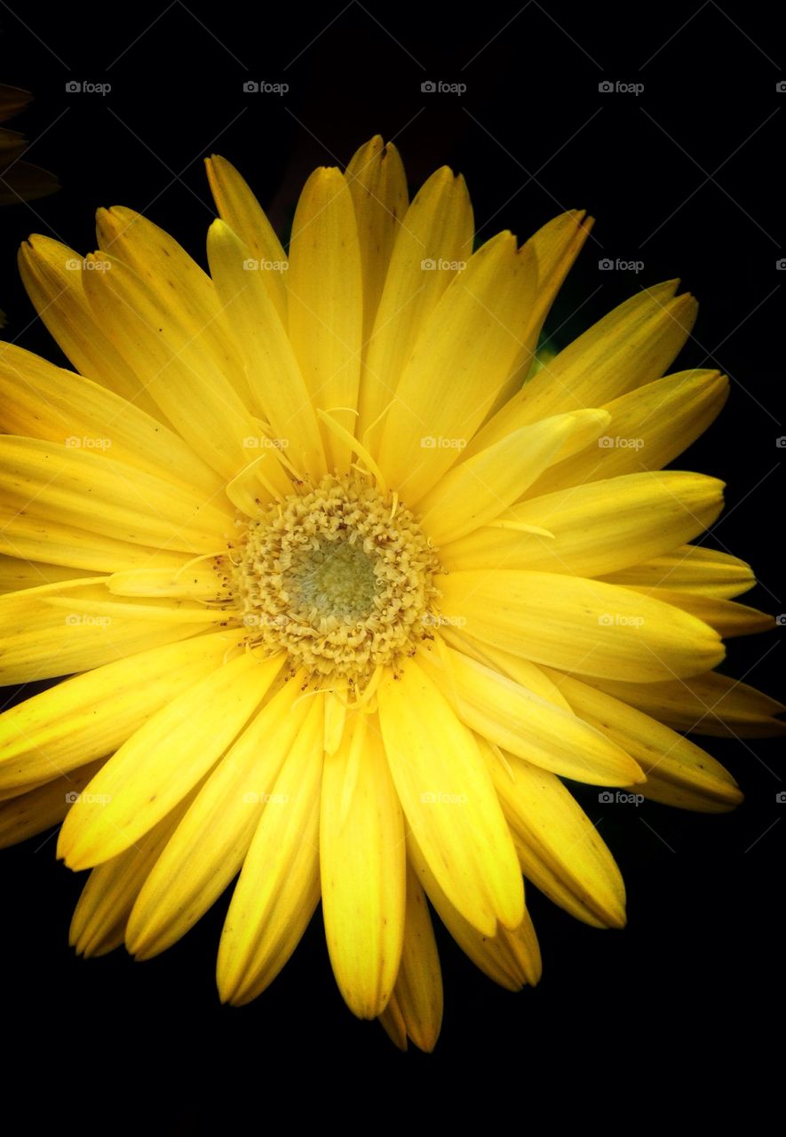 Yellow flower on black background. A close up shot of a yellow flower on a black background.