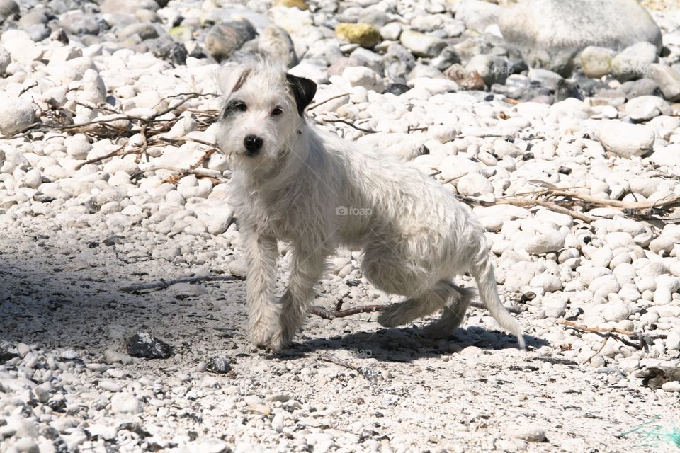Little white Dog
