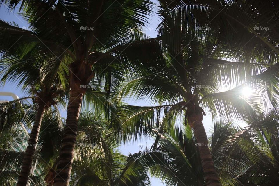 Coconut Trees kissed by the sun