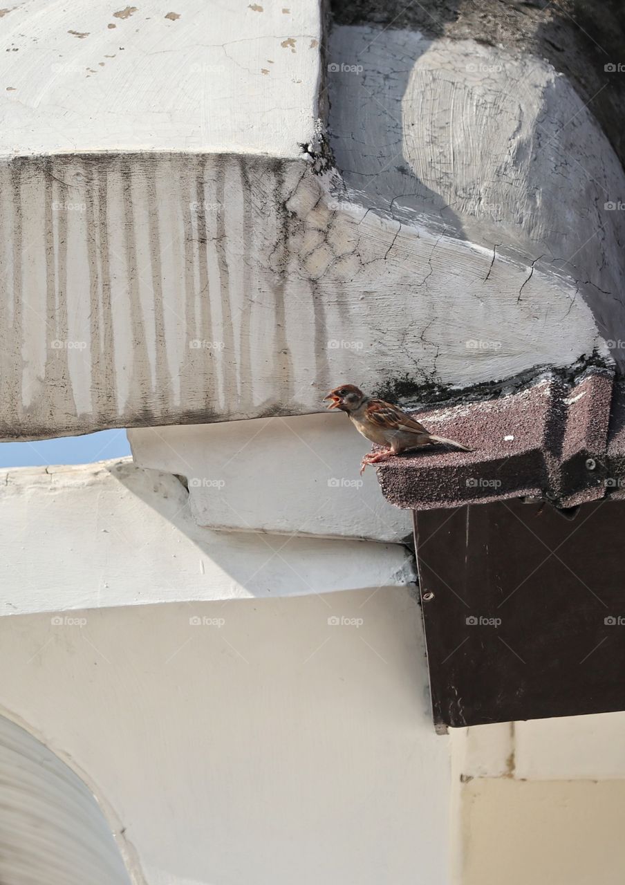 bird catched on the roof