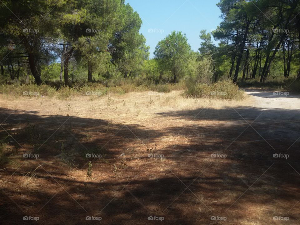 Forrest near beach in Greece