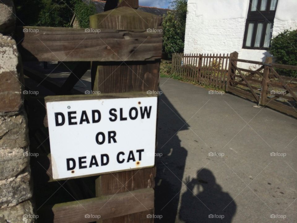 Dead slow or dead cat
