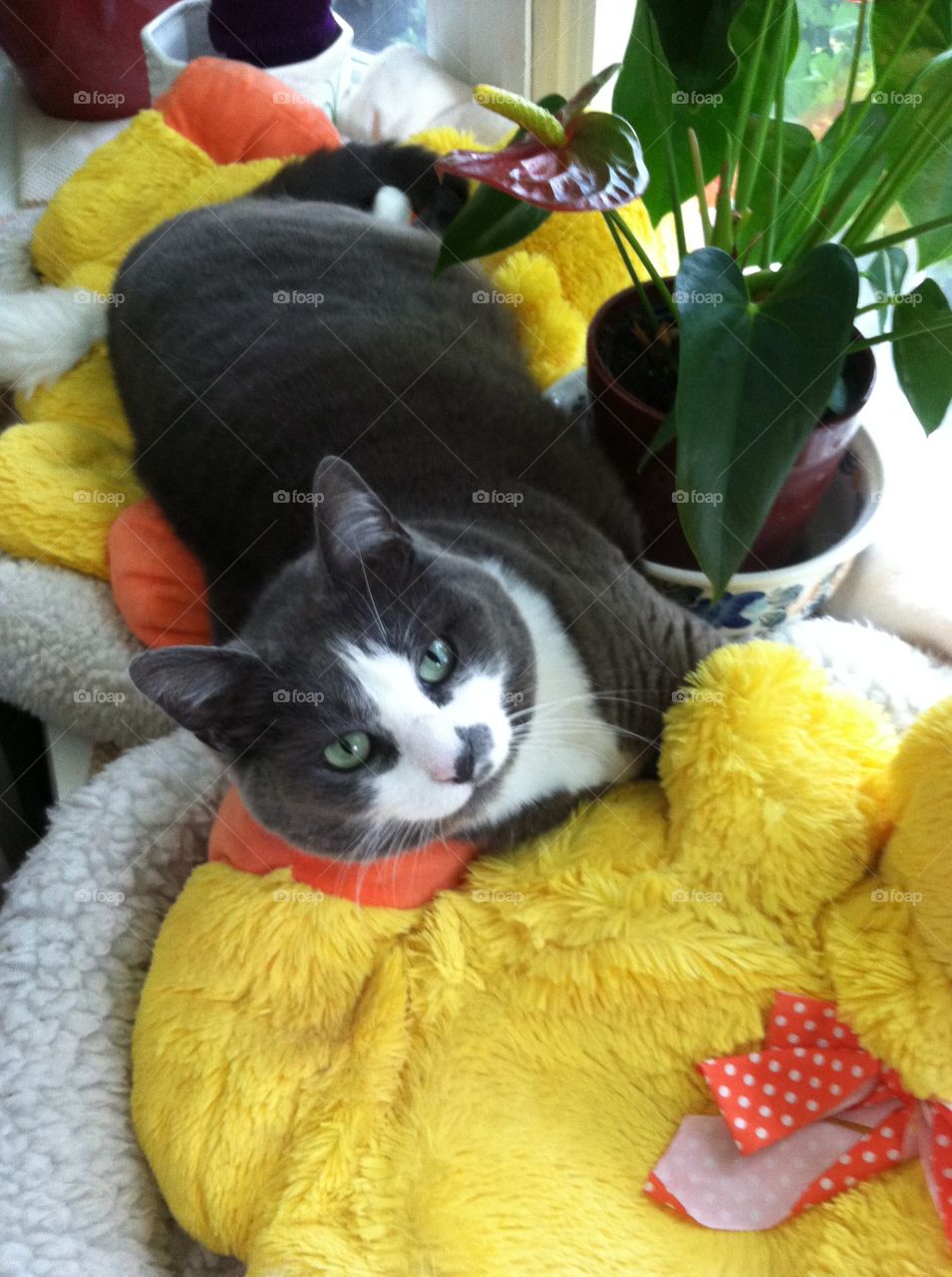 Lazy cat in the bay window . Pretty cat relaxing 