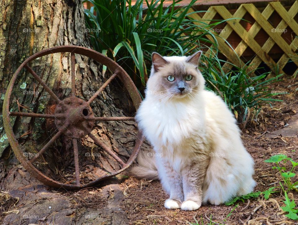 Close-up of ragdoll cat